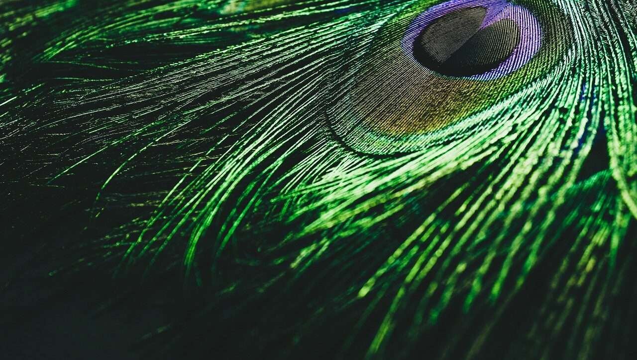 Peacock feathers in Vastu
