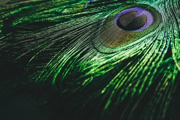 Peacock feathers in Vastu