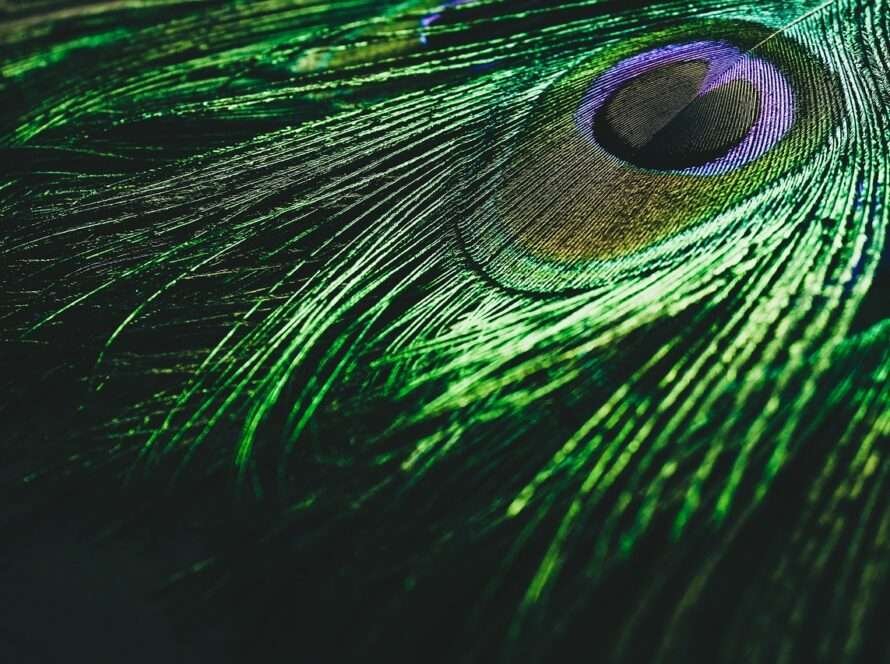 Peacock feathers in Vastu