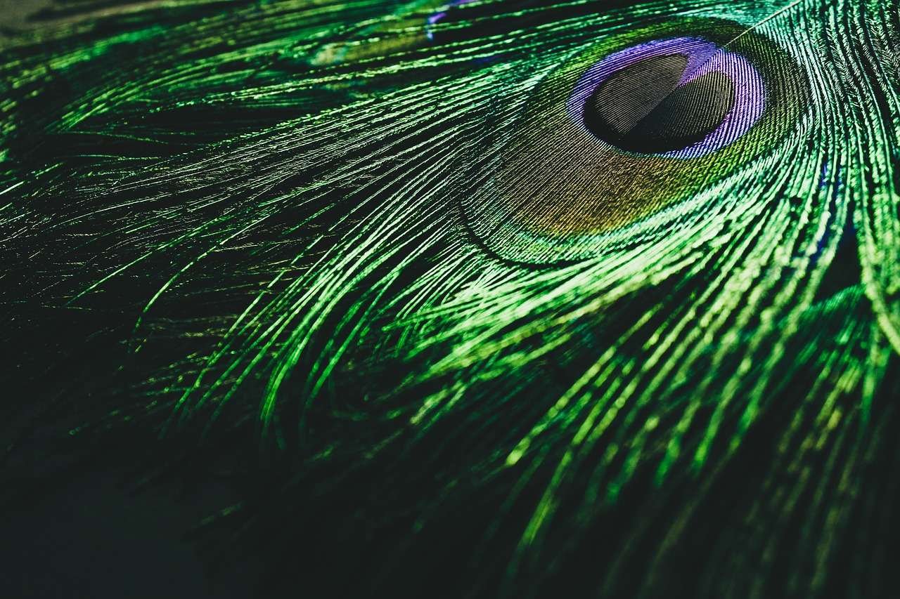 Peacock Fathers In Vastu