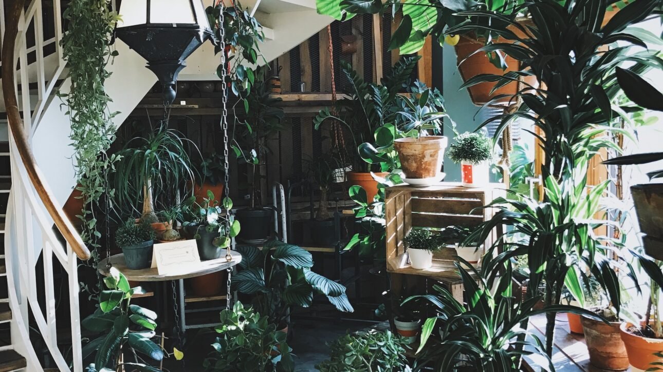 Vastu tips for plants and trees