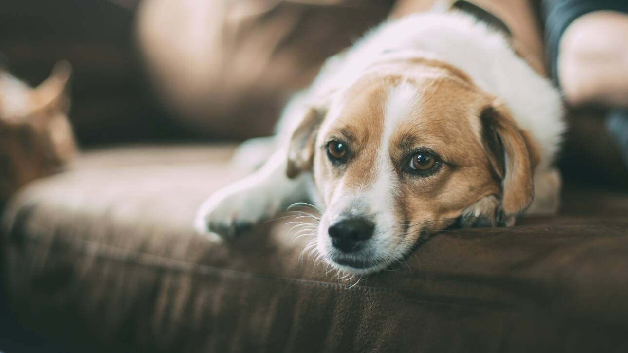 Vastu Tips for Pets