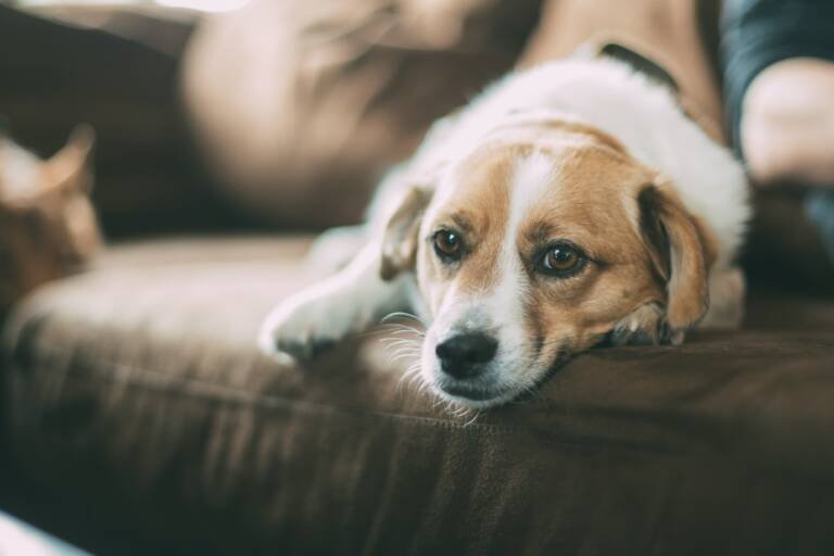 Vastu Tips for Pets