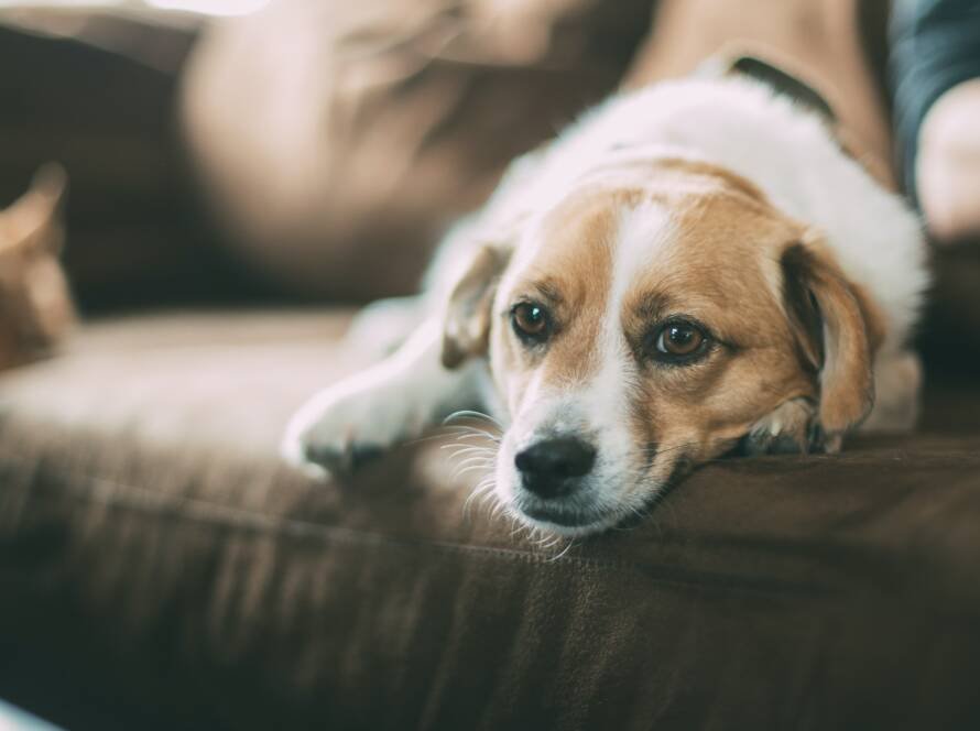 Vastu Tips for Pets